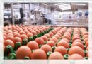 Exportações de ovos crescem no primeiro semestre. Receita  supera US$ 57,7 milhões, alta de 216,3%