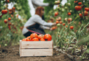 Produção de tomate supera recorde com 4,7 milhões de toneladas colhidas em 2025 mas enfrenta desafios