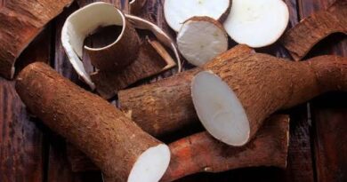 Produção de mandioca cresce em Goiás e impulsiona o setor