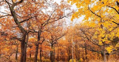 Março chegou: E o Outono já está ai !!
