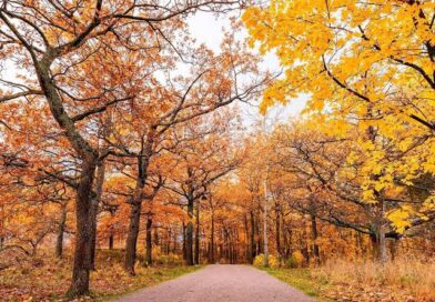 Março chegou: E o Outono já está ai !!