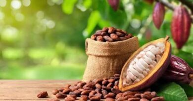 Instituto Biológico promove 5ª Festa do Cacau com ciência, sustentabilidade e chocolate do campo à barra