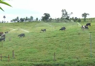 Refloresta SP transforma propriedades no Vale do Paraíba e fortalece política estadual de conservação