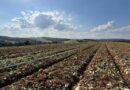 Governo de SP libera 5 milhões para produtores afetados pelas chuvas em Ibiúna e Piedade