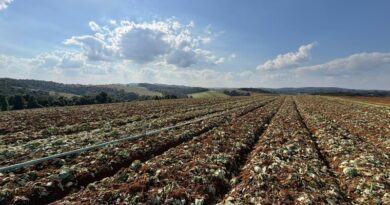 Governo de SP libera 5 milhões para produtores afetados pelas chuvas em Ibiúna e Piedade