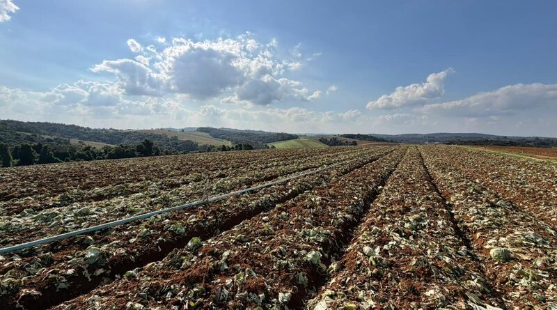 Governo de SP libera 5 milhões para produtores afetados pelas chuvas em Ibiúna e Piedade