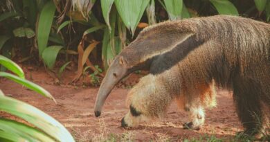 Estado de São Paulo abre consulta pública para regulamentar áreas de soltura de fauna silvestre
