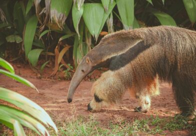 Estado de São Paulo abre consulta pública para regulamentar áreas de soltura de fauna silvestre