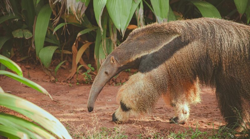 Estado de São Paulo abre consulta pública para regulamentar áreas de soltura de fauna silvestre