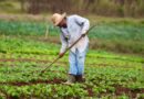 Produtores de Ibiúna e Piedade retomam lavouras após chuvas e granizo com apoio de crédito emergencial e assistência técnica