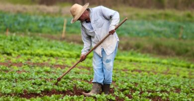 Produtores de Ibiúna e Piedade retomam lavouras após chuvas e granizo com apoio de crédito emergencial e assistência técnica