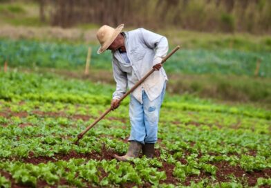 Produtores de Ibiúna e Piedade retomam lavouras após chuvas e granizo com apoio de crédito emergencial e assistência técnica