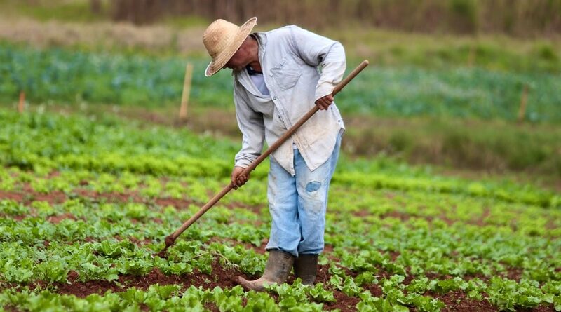 Produtores de Ibiúna e Piedade retomam lavouras após chuvas e granizo com apoio de crédito emergencial e assistência técnica